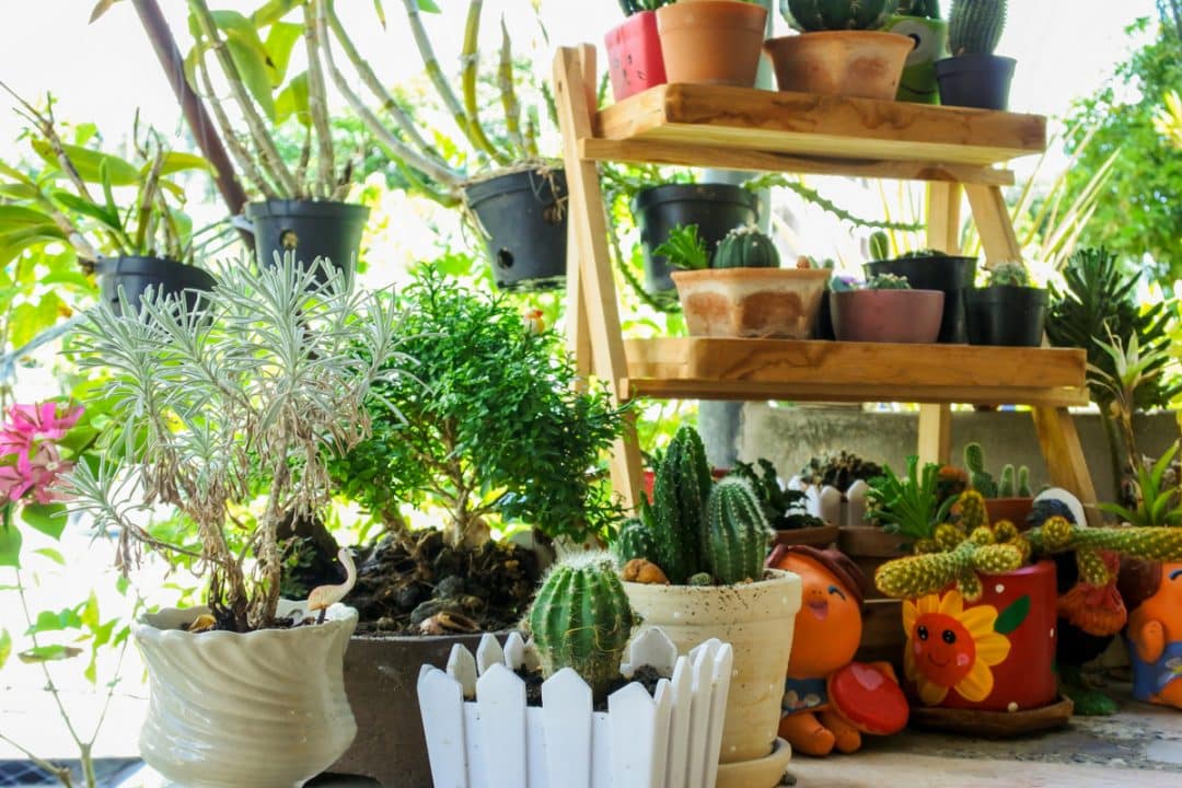Vasos com cactos plantados e decoração