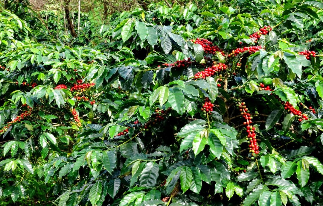 Lavoura de café com grãos maduros