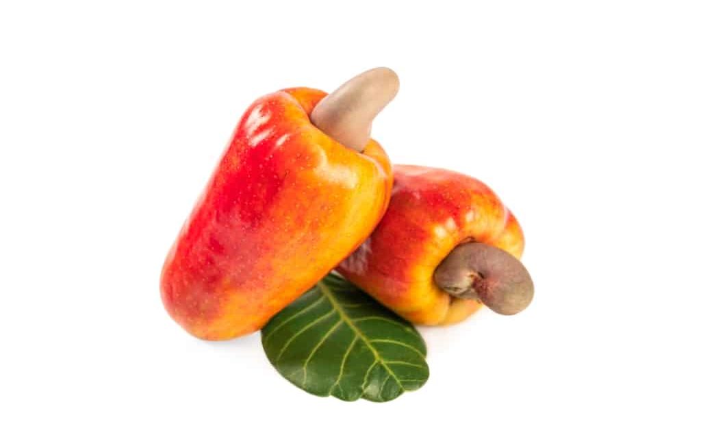 Cajus maduros