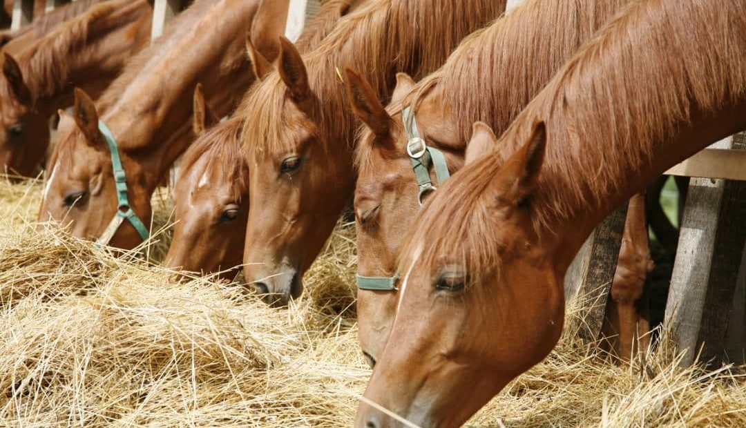 Como fazer a alimentação correta dos cavalos
