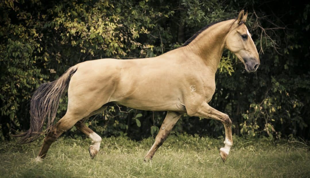 Cavalo Campolina: características da raça