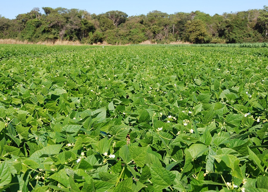 Lavoura de feijão