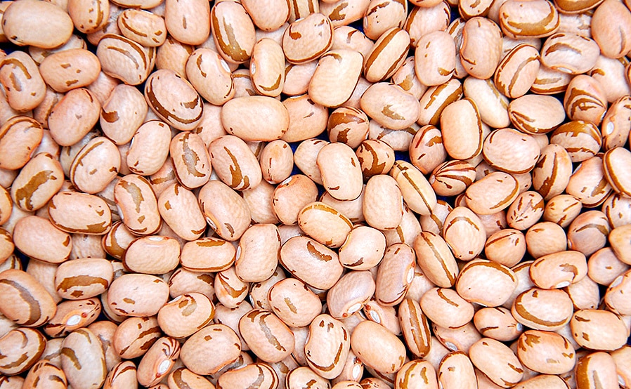 Feijão superprecoce aumenta produtividade