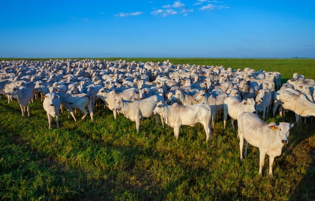 Gado de corte a pasto em criação extensiva