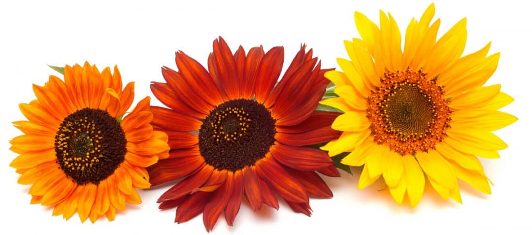 Buque com flores amarelas e vermelhas de girassol