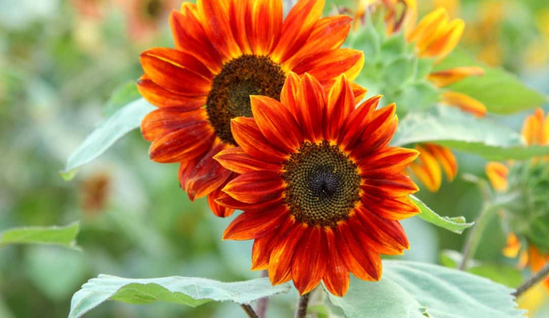 Dois girassóis vermelhos com folhas e fundo verde