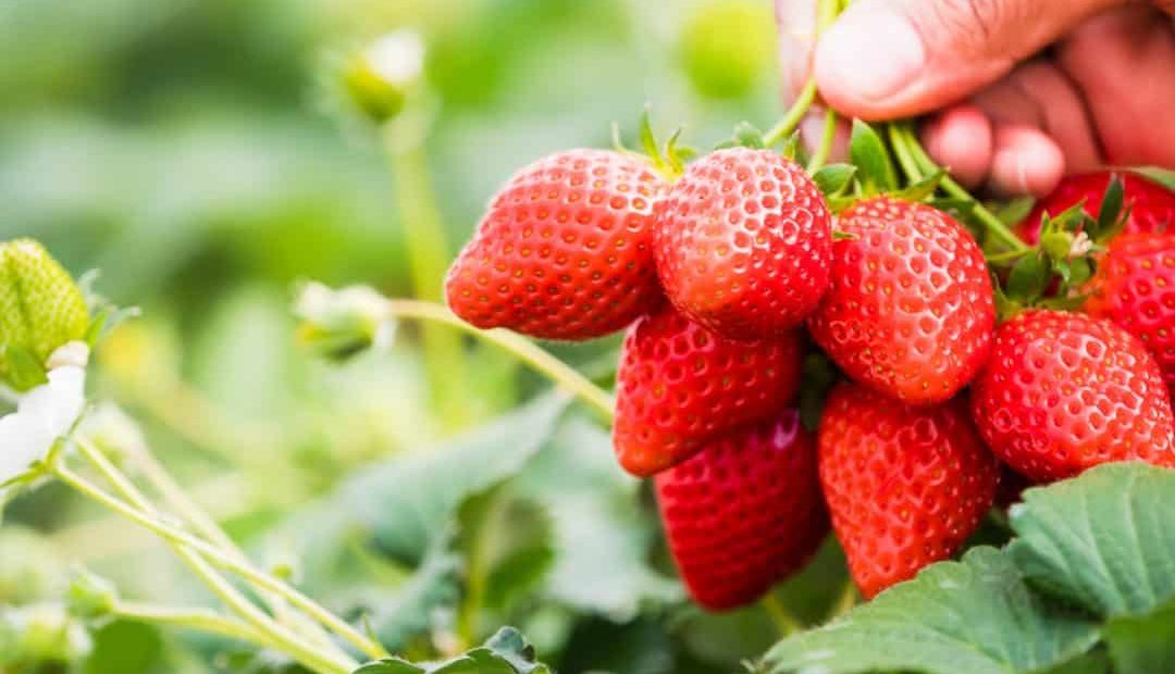 Como plantar morango? Cuidados no plantio