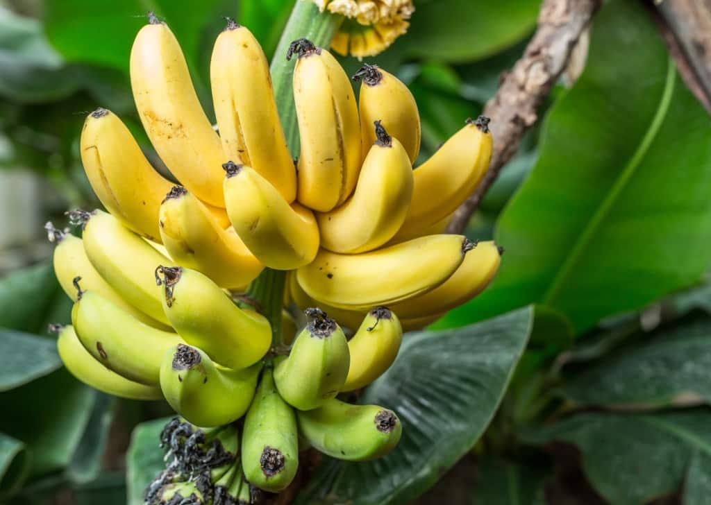 Cacho de bananas maduras