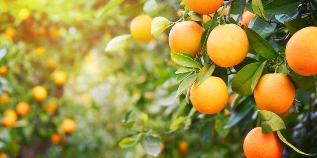 Pomar em sítios e chácaras: opções para plantar