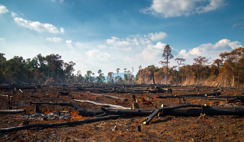 Árvores destruídas por queimadas