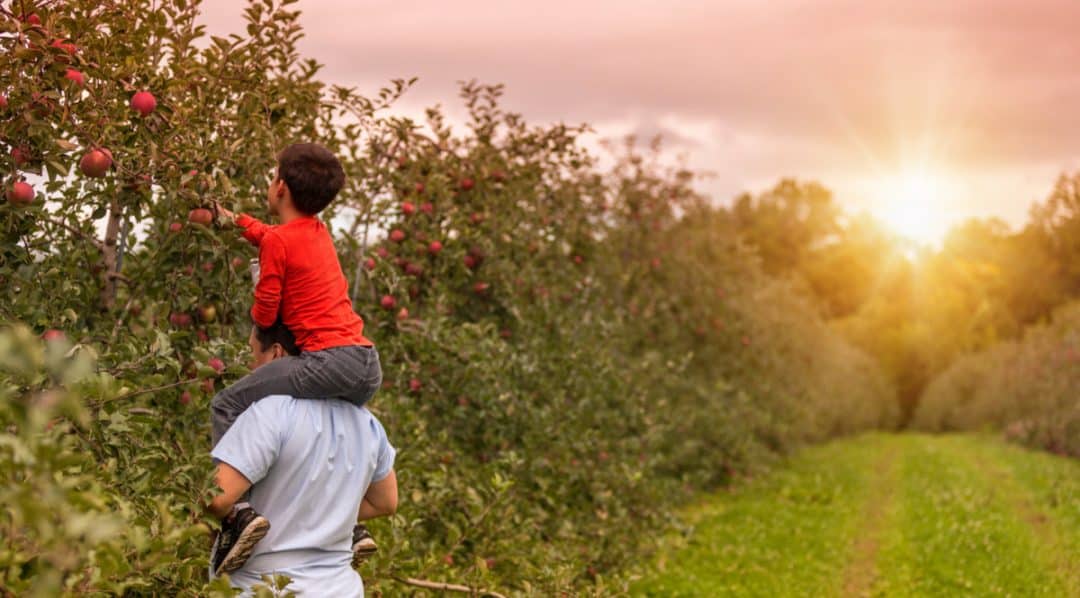 Criança nos ombros do pai colhendo fruta direto do pé