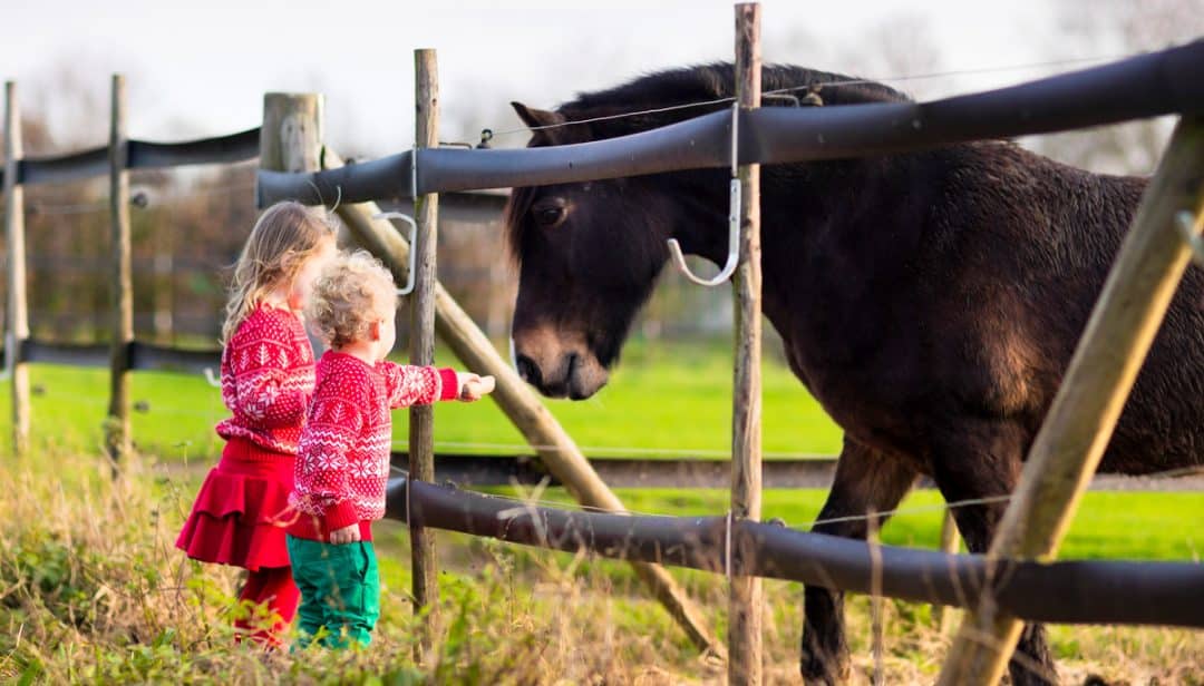 Crianças dando alimento para um cavalo