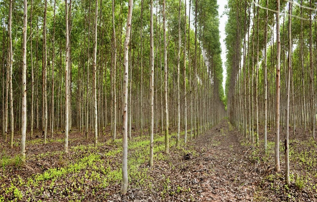 Fileiras de eucaliptos com espaçamentos