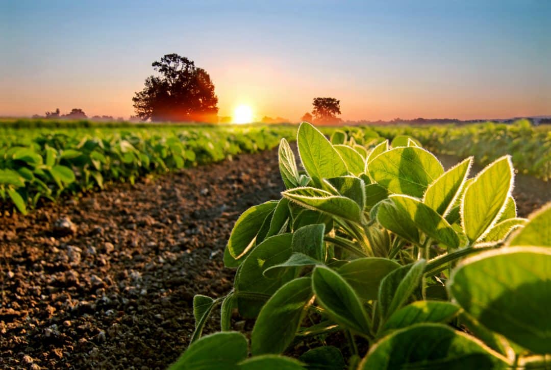 Soja plantada ainda pequenas