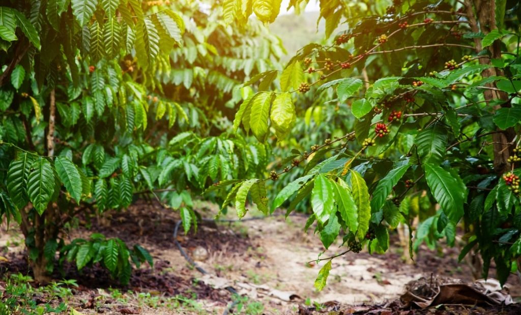 Após colheita, cafeicultor deve monitorar a fertilidade do solo