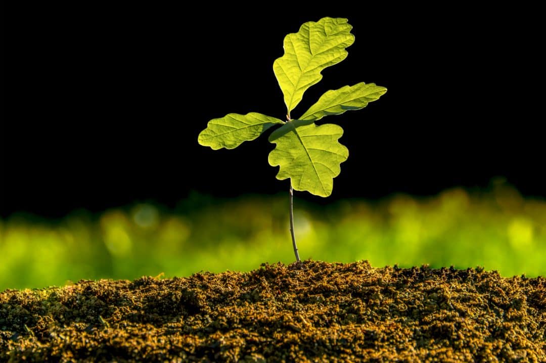 Muda de planta germinada em solo com substrato