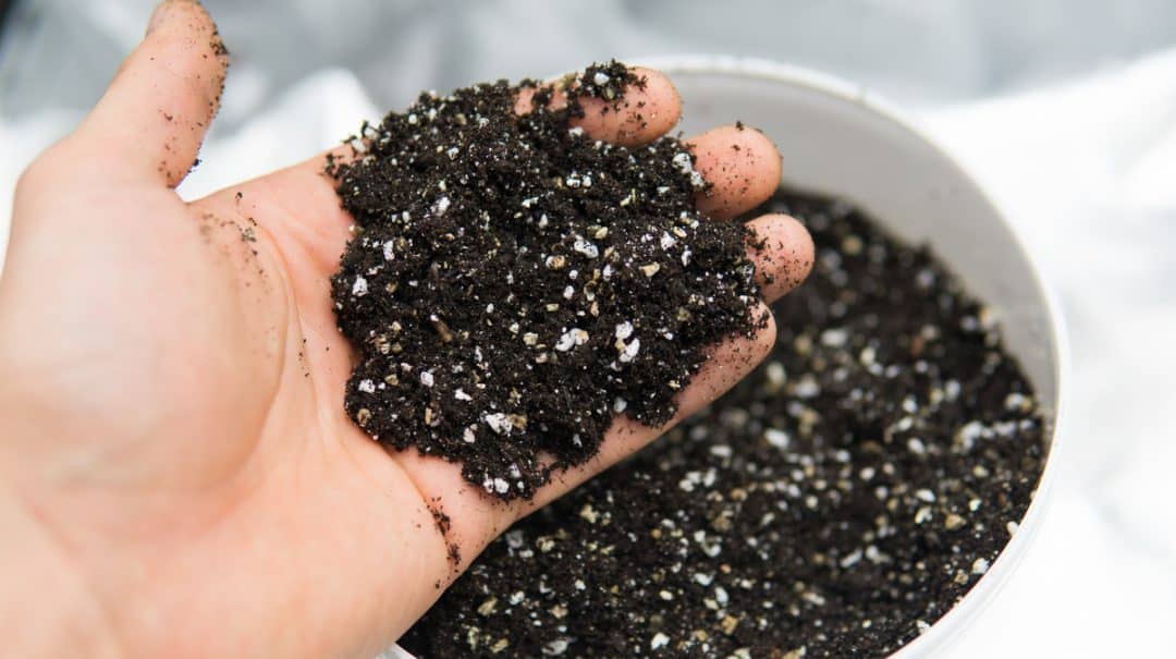 Como fazer substrato para plantas?