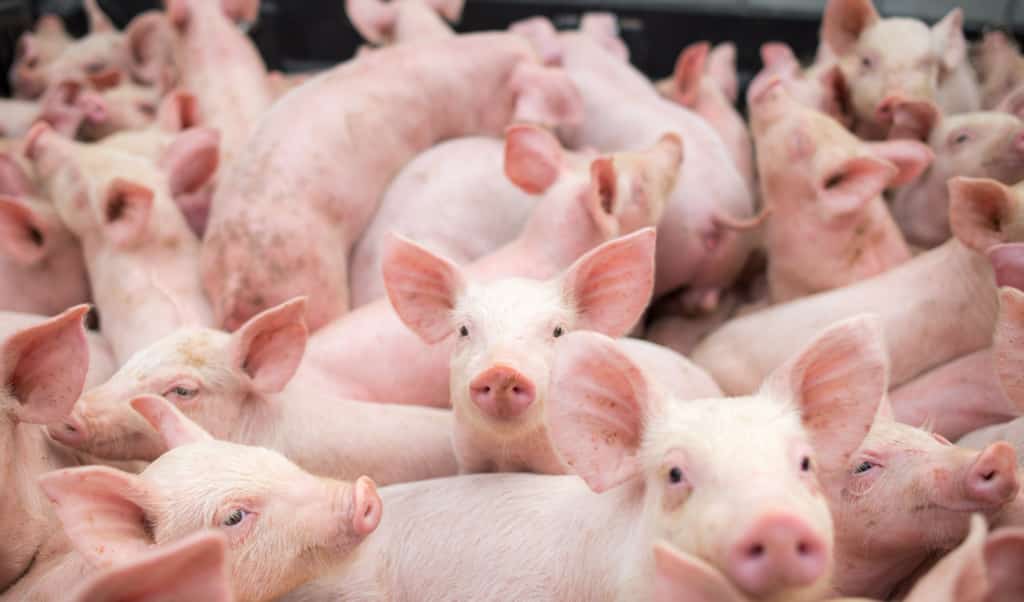 Manejo dos dejetos de suínos pode gerar renda extra ao criador