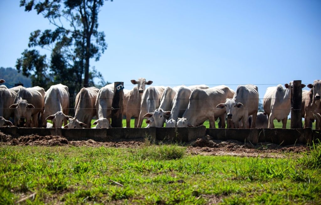 Cabeças de gado suplementadas no cocho