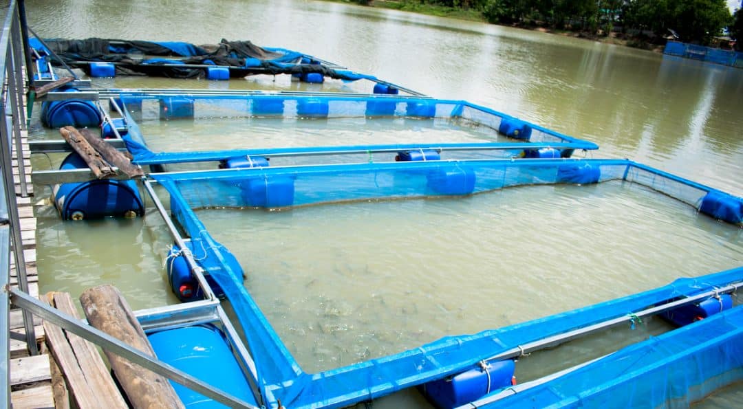 Tanques-rede com peixes em lagoa