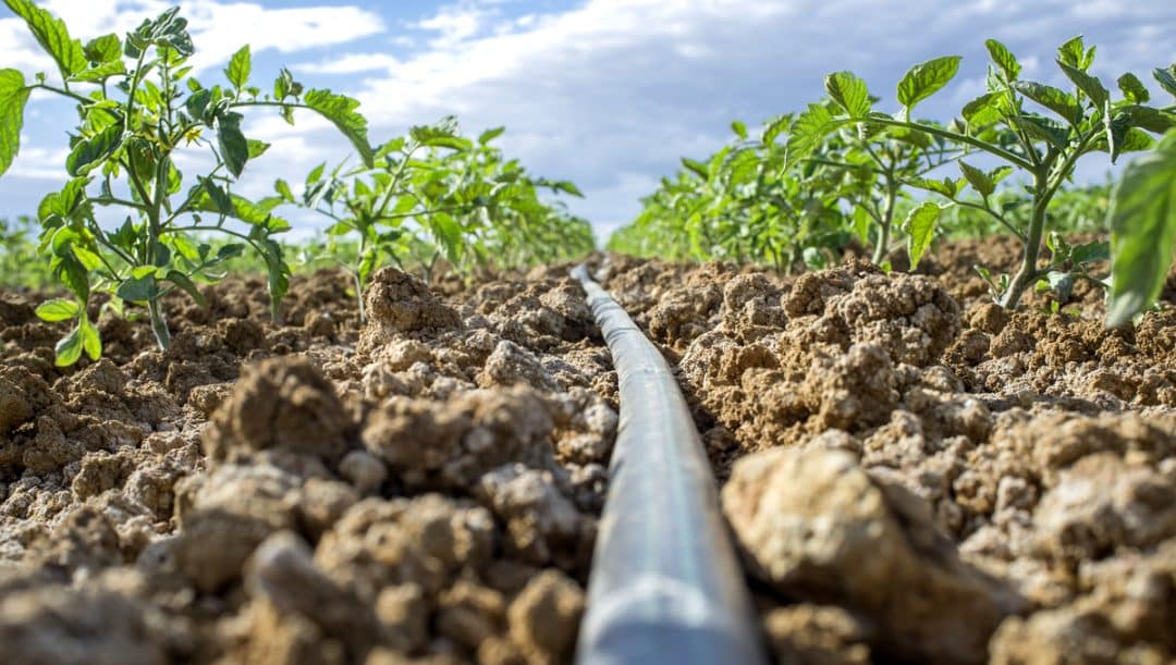 Sistema de irrigação do tomate