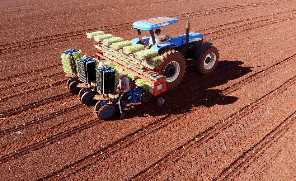 Trator plantando mudas de tomate