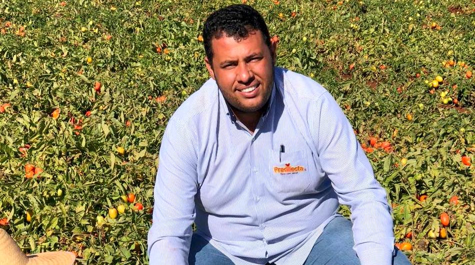 Consultor agrícola na lavoura de tomate