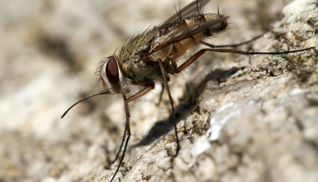 Saiba como fazer o controle da mosca-dos-estábulos