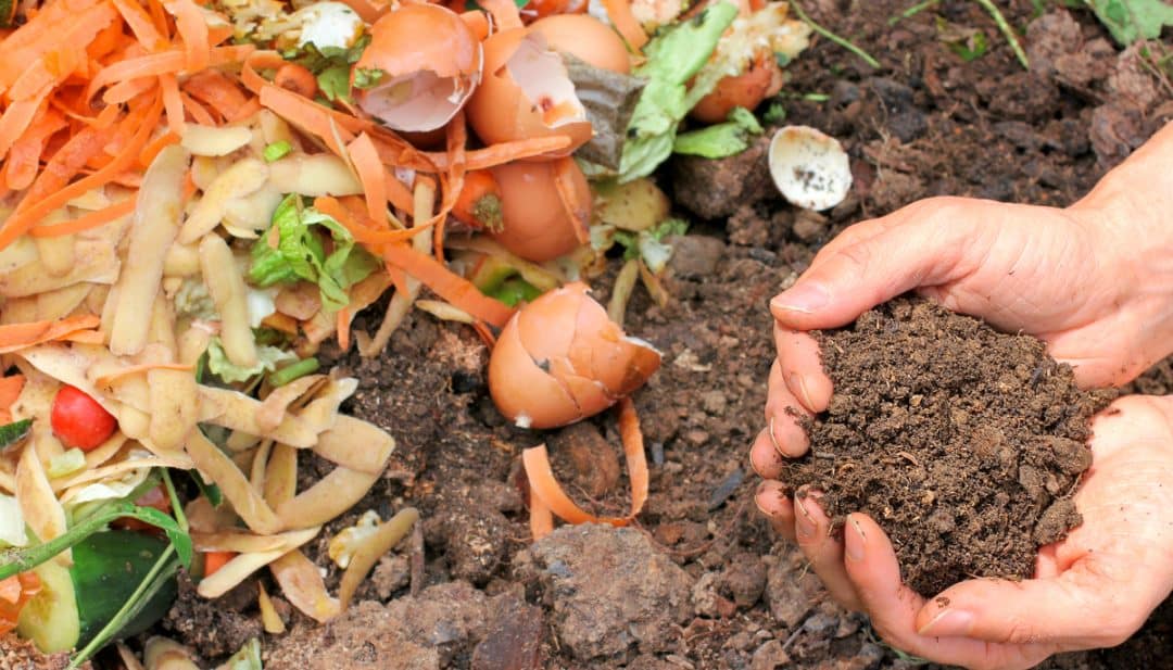 Cascas de ovos com restos de alimento e terra