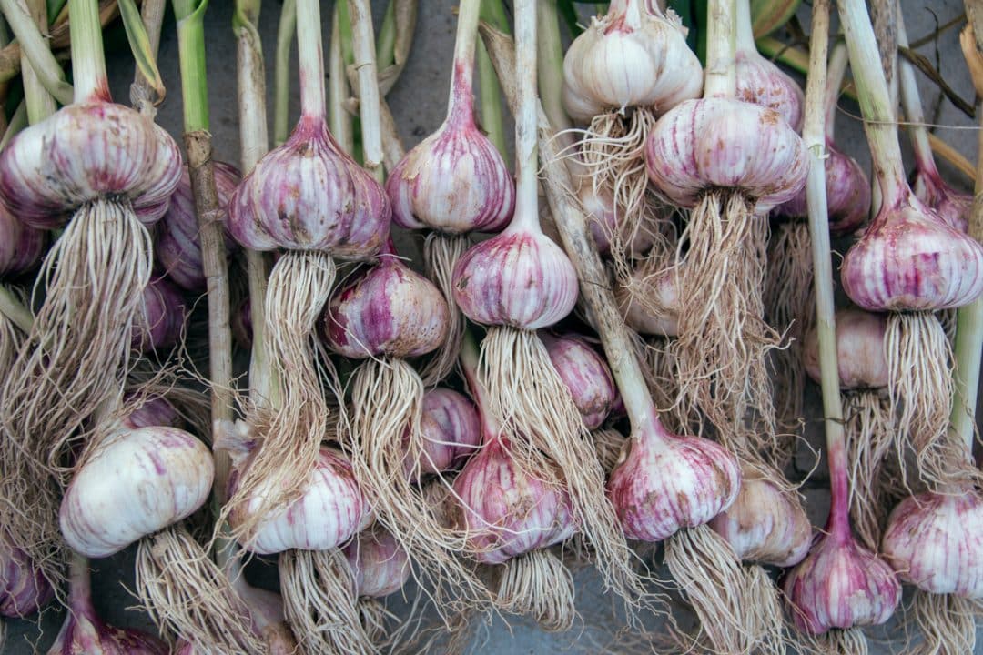 Ramas de alho