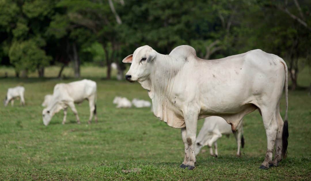 Gado de corte em área de pastagem.