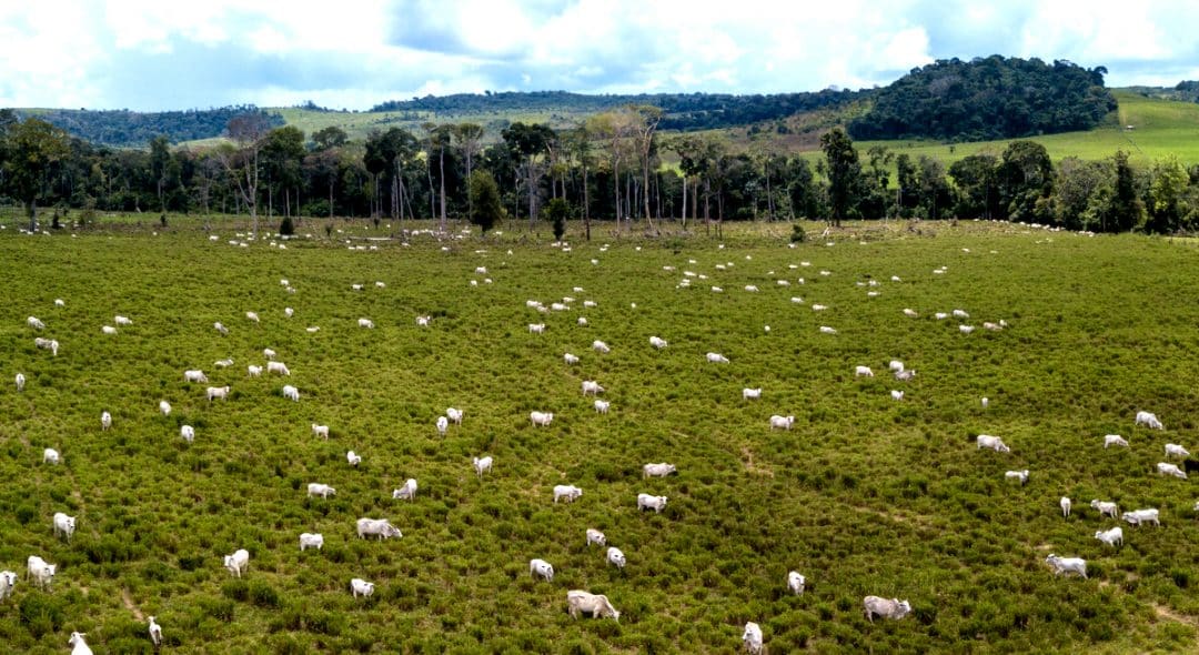 Foto aérea de gado de corte no pasto