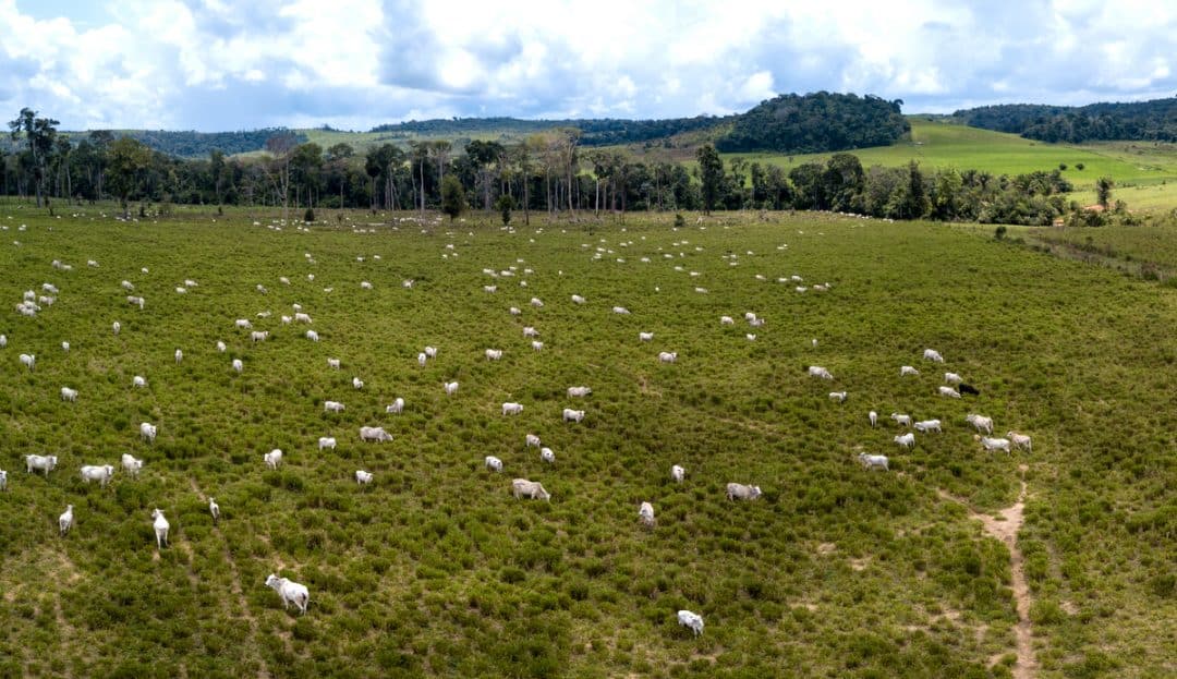 Vista aérea do rebanho bovino no Pará.