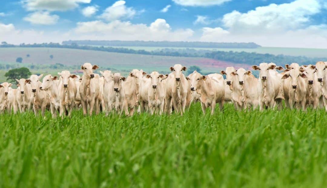 Como funciona a engorda a pasto? Tire suas dúvidas