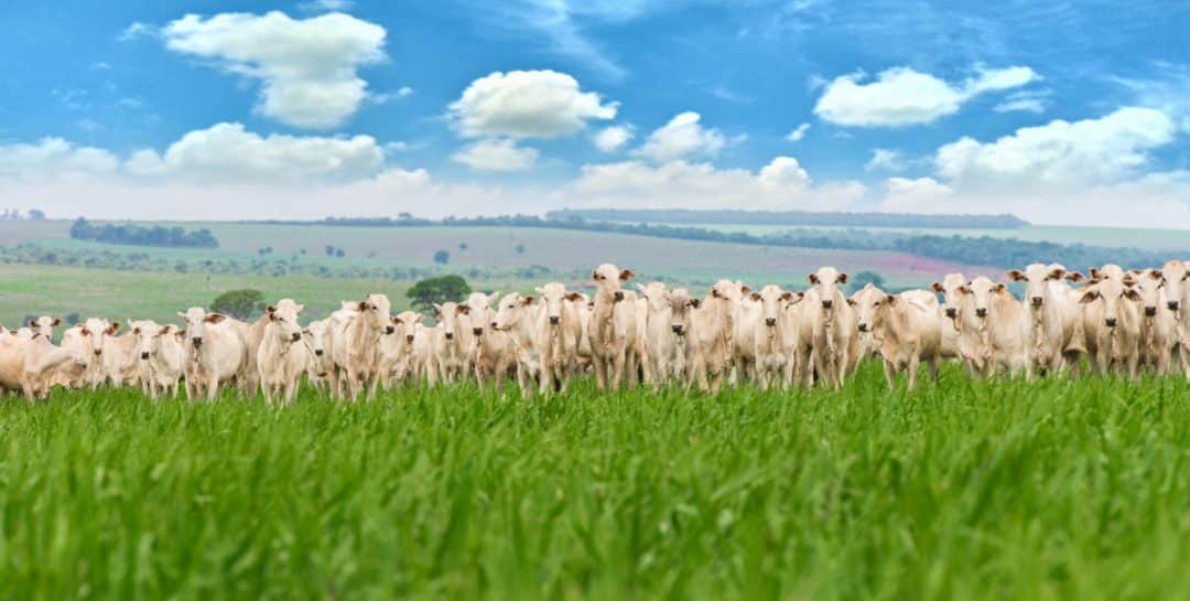 Rebanho bovino de corte em pasto verde