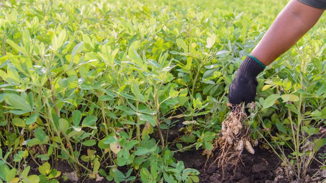 Homem segura plantas de amendoim com vagens em lavoura.
