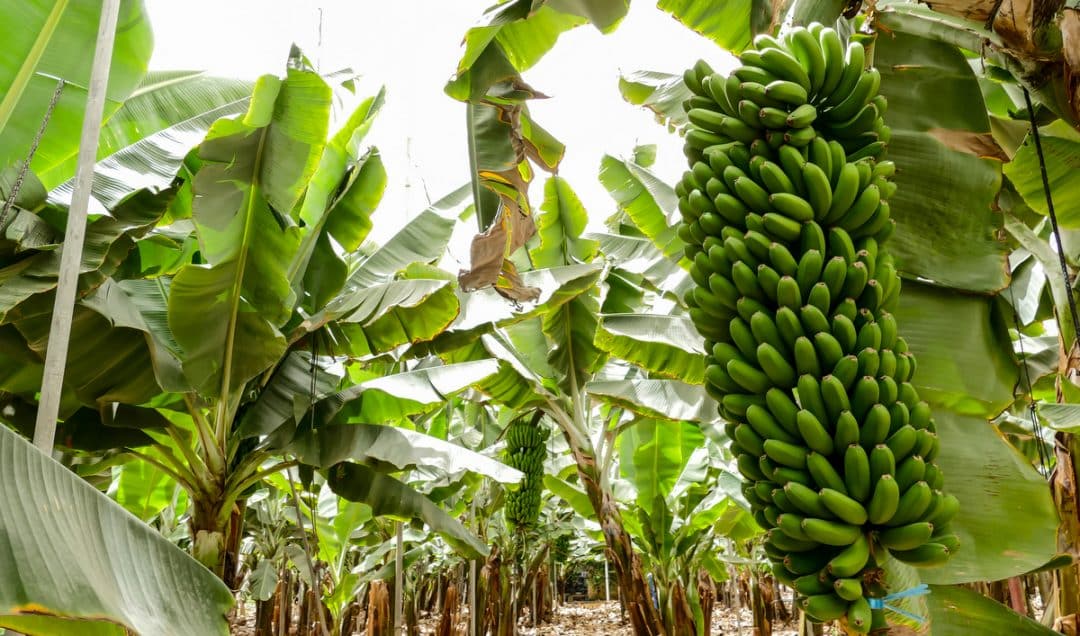 Plantio de banana com cachos verdes