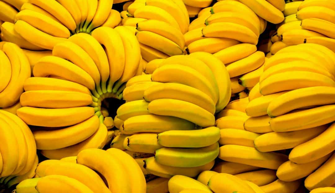 Cachos de bananas maduras