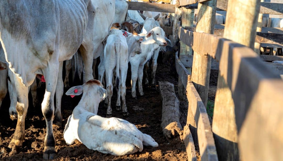 Bezerros e animais adultos dentro do curral