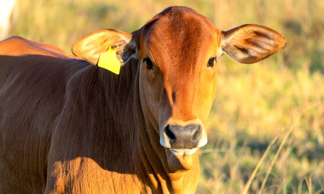 Bezerro marrom no posto com brinco de identificação