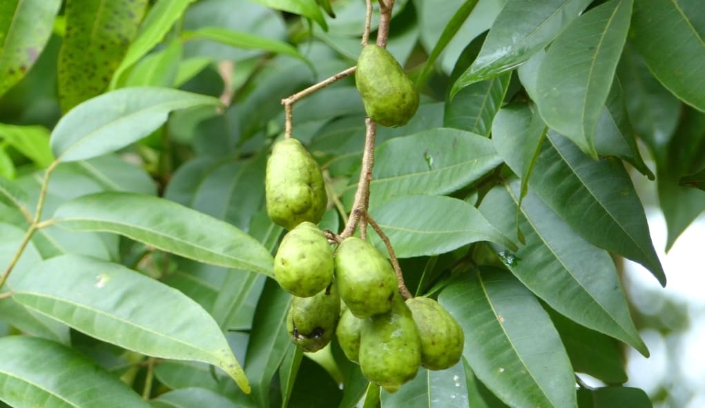Fruta cajá ainda verde no pé