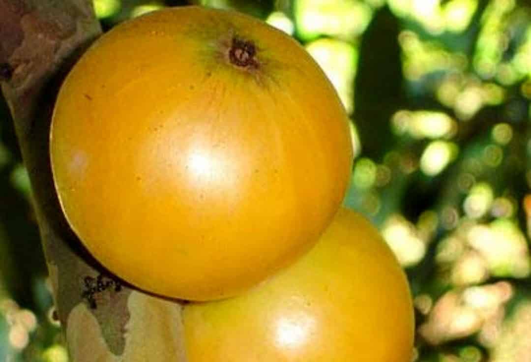 Fruta cambucá no pé