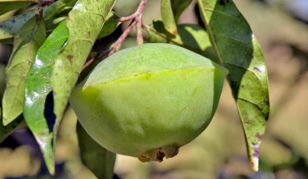 Fruta cambuci no pé.