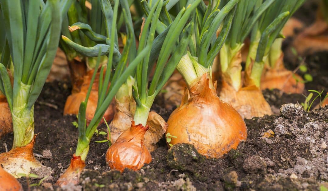 Plantio de cebola