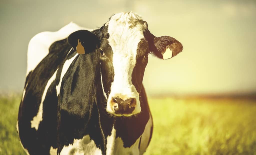 Conforto térmico e seu impacto na criação de vacas leiteiras