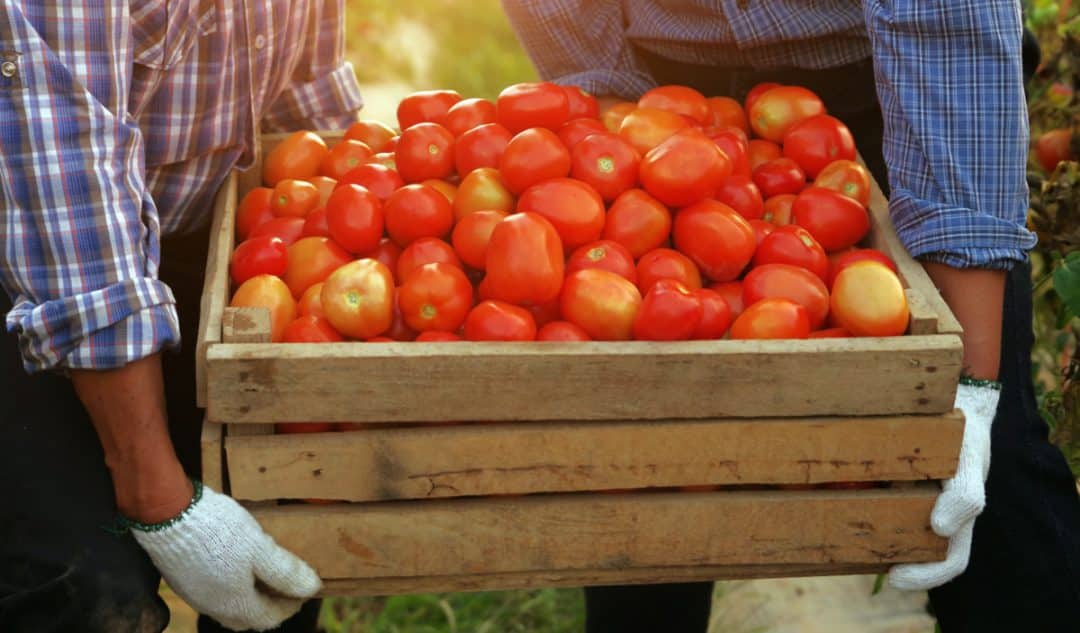 Dois produtores seguram uma caixa de tomate