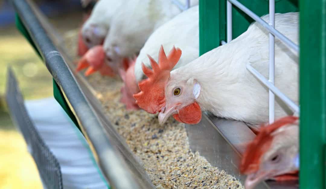 Frango comendo ração na granja