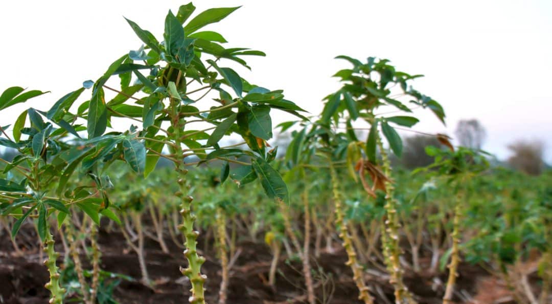 Plantação de mandioca