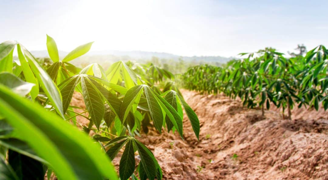 Influencia do clima na produção de mandioca