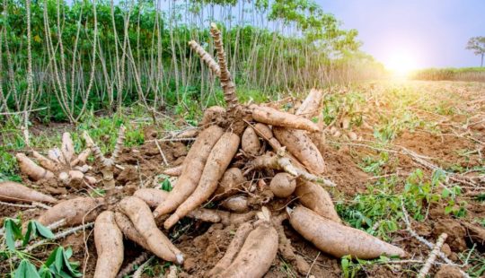 A influência do clima na plantação de mandioca